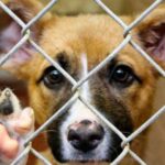 Maltrato animal y violencia de género