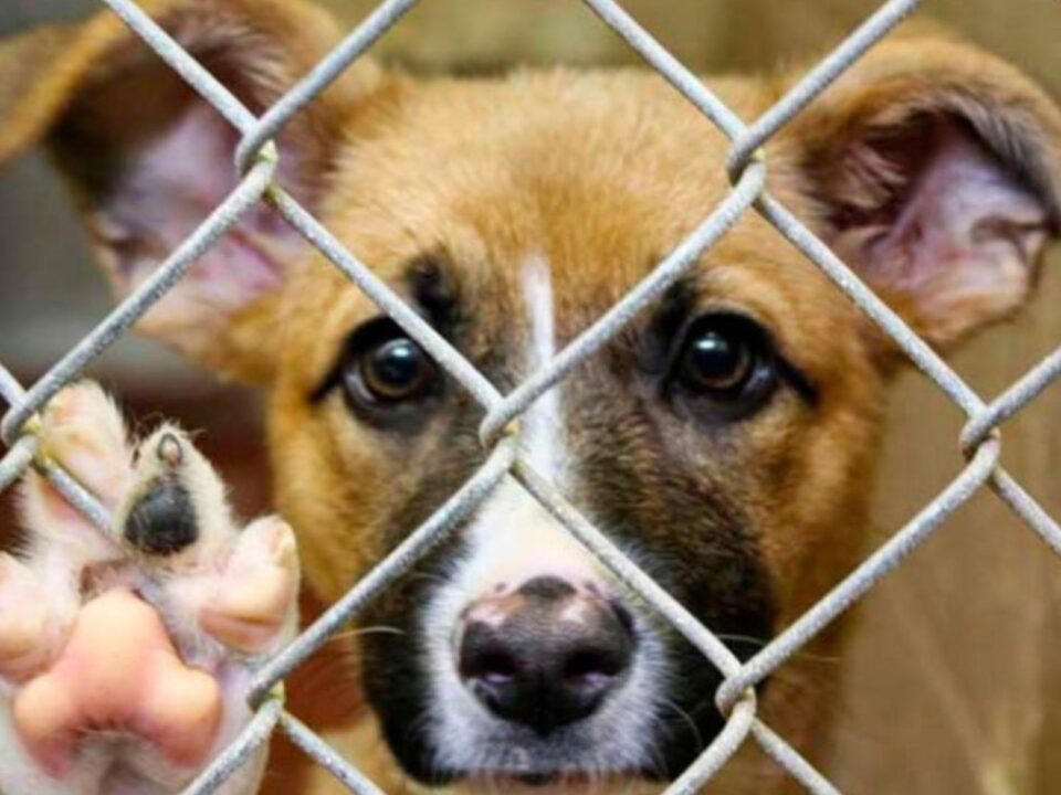 Maltrato animal y violencia de género